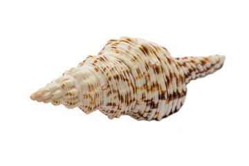 Морская ракушка на белом фоне.