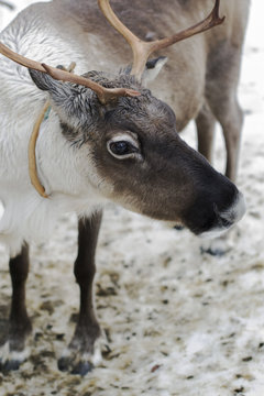 reindeers in the winter