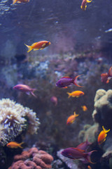 Naklejka na ściany i meble Aquarium Fish
