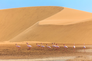 Flock of pink flamingo marching along the dune in Kalahari Desert, Namibia © vadim.nefedov