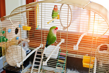 Funny lovebird parrot at large cage on rooom with sunshine.