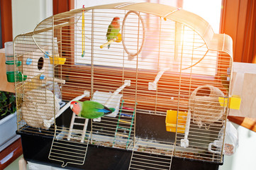 Obraz premium Funny lovebird parrot at large cage on rooom with sunshine.