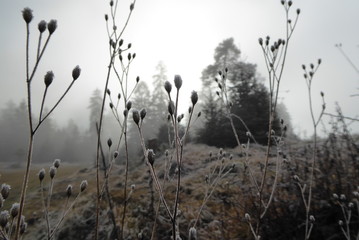 Frost- und Nebellandschaft im Herbst