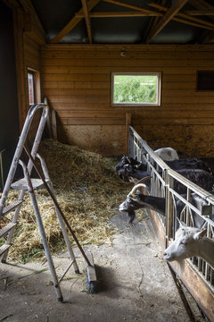 Goats at an organic farm in Saupstad, producing goat cheese and sausages, Vestv&aring;g&oslash;y commune, Lofoten Islands, Norway.
