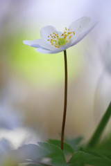 Obraz premium standing tall with pride - wodd anemone wild flower