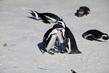 Fototapeta premium penguins