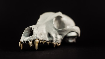 dog skull on a black background