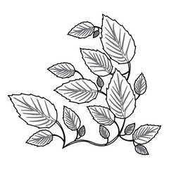 monochrome contour with creeper plant vector illustration