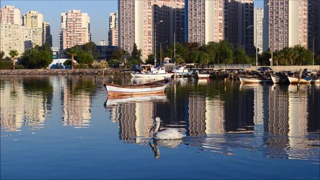 Pelican swimming and seagulls flying on the sea in Izmir city - Turkey.