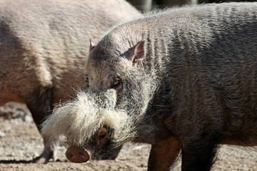 Bartschwein - Sus barbatus