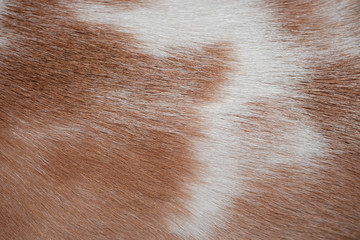 Wool background / Abstract texture background of fur of Beagle puppy.