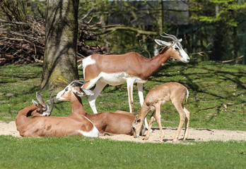 Damagazelle - Mhorr-Gazelle - Nanger dama