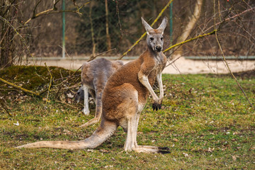 Rotes Riesenkänguru - Macropus rufus - Wallaby © rudiernst
