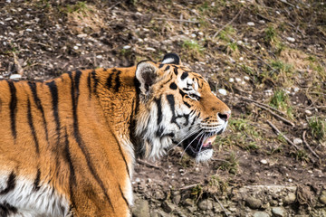Tiger - Panthera tigris