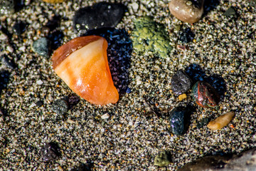 Orange Shell Fragment