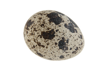 quail egg isolated on white background