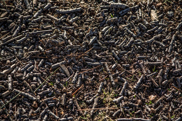 Forest Flooring