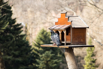 pigeon sitting on the alpine trough the forest