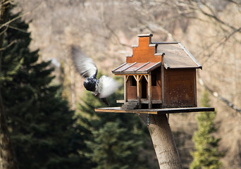 pigeon sitting on the alpine trough the forest