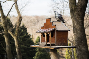 pigeon sitting on the alpine trough the forest