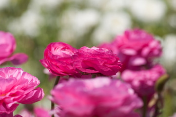 colorful buttercup flower field