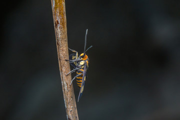 close up macro little tiger moth stays on leaf