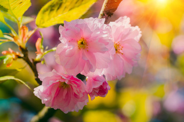 Close-up of Cherry Blossom or Sakura flower in springtime. Soft focus background.