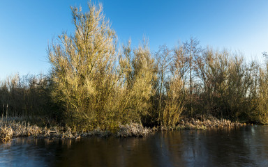 Fototapeta na wymiar Winter landscape of frozen pond and trees.