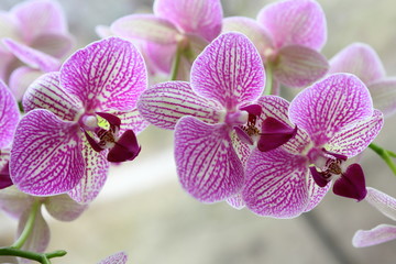 Orchid blooms