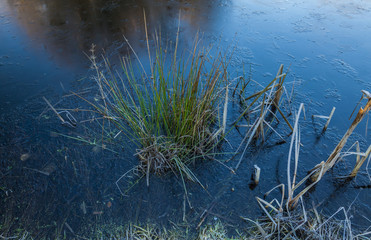 Reeds in frozen pond.
