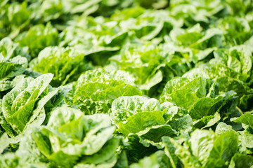Green vegetables growing in field, farming concept