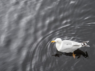Seagull floating on the lake