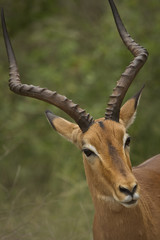 Naklejka premium Curious impala buck