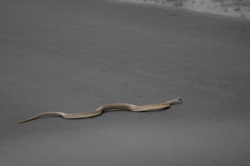 South African cobra crossing a road