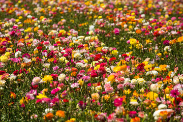 colorful buttercup flower field