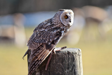 Waldohreule - Asio otus