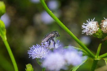 close up macro a black honey bee stays on flowers to feed itself with nature blurred background.
