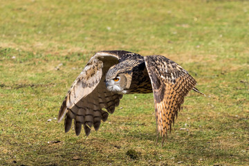 Uhu - Bubo bubo