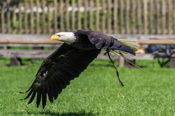 Weißkopfseeadler - Haliaeetus leucocephalus