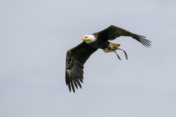 Weißkopfseeadler - Haliaeetus leucocephalus