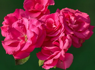 Inflorescences of pink roses on a green background