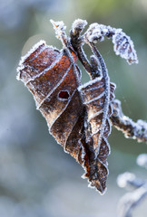 Frost covered Bramble Leaves in early morning light.
