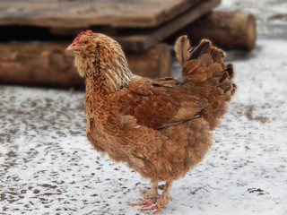 Free range chicken forages for food in the snow