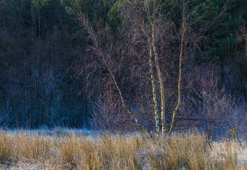 Obraz na płótnie Canvas Winter landscape, trees and open pasture on frosty morning in early morning sunlight.