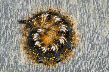 Portrait of a hairy caterpillar