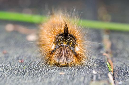 Portrait of a hairy caterpillar