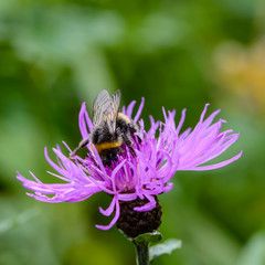 Bumblebee collecting nectar on a violet flower of sow-thistle