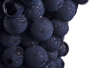Close up, ripe dark grape berry with drops of water isolated on white background