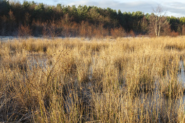 Obraz premium Winter landscape, trees and open pasture on frosty morning in early morning sunlight.