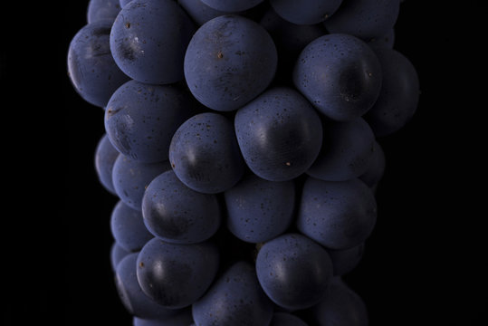 Close up, ripe dark grape berry isolated on black background